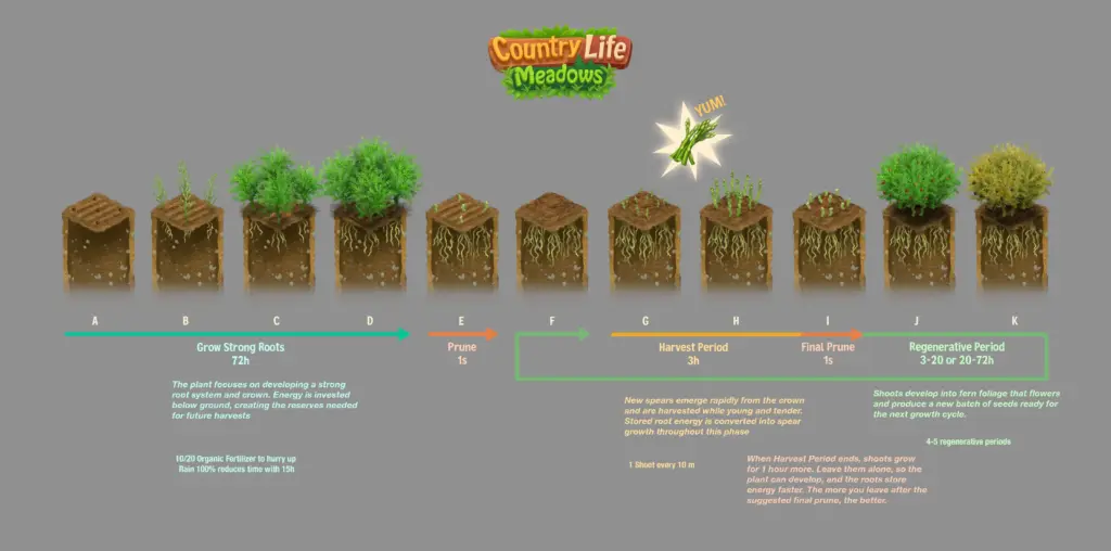 The eleven stages of an Asparagus Crop Field, A to K: 72 hours of roots grown underground, the prune, the harvest period of spears, the final prune, and the regenerative period where uncut spears become ferns.